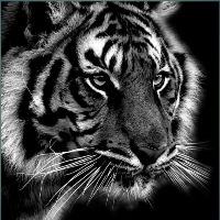 Profile picture of Black Tiger